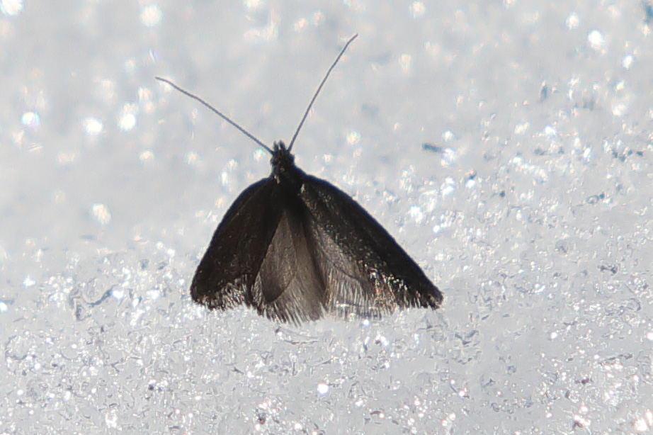 Lepidottero nero sulla neve